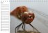 Libellen Geburtstagskalender... - Bild 5