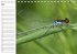 Libellen Geburtstagskalender... - Bild 6