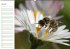 Bienen - Emsige Helfer (Wandkalender... - Bild 2