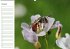 Bienen - Emsige Helfer (Wandkalender... - Bild 11