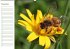 Bienen - Emsige Helfer (Wandkalender... - Bild 12