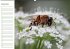 Bienen - Emsige Helfer (Wandkalender... - Bild 13