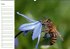 Bienen - Emsige Helfer (Wandkalender... - Bild 4