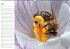Bienen - Emsige Helfer (Wandkalender... - Bild 6
