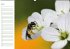 Bienen - Emsige Helfer (Wandkalender... - Bild 7