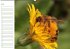 Bienen - Emsige Helfer (Wandkalender... - Bild 8