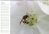 Bienen - Emsige Helfer (Wandkalender... - Bild 9