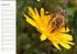 Bienen - Emsige Helfer (Wandkalender... - Bild 10