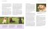 Labrador Retriever - Bild 2