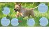 Labrador Retriever - Bild 6