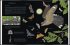 Eule, Fuchs und Fledermaus - Bild 2