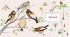 The Naturalist's Notebook - Bild 6