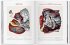 Bourgery. Atlas of Human Anatomy and... - Bild 5