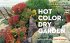Hot Color, Dry Garden - Bild 2