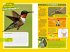 National Geographic Kids Bird Guide of... - Bild 3