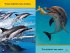 Dive, Dolphin! - Bild 2