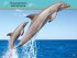 Dive, Dolphin! - Bild 3