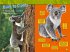 Koalas - Bild 2