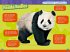 Pandas - Bild 2