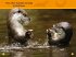 Peek, Otter! - Bild 3
