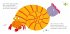 Sharing a Shell - Bild 2
