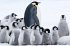 Die Reise Der Pinguine 2 - Bild 2