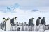 Die Reise Der Pinguine 2 - Bild 6