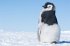 Die Reise Der Pinguine 2 - Bild 7