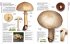 Pilze - Bild 9