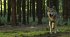 Auf der Jagd - Wem gehört die Natur? - Bild 7