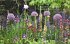 Ganzjährig attraktive Beete mit Blatt... - Bild 3
