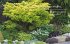 Ganzjährig attraktive Beete mit Blatt... - Bild 6