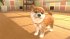 Little Friends: Dogs and Cats (Nintendo... - Bild 2