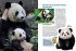 Entdecke die Pandas - Bild 3