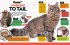 Cat Breed Guide - Bild 2