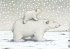 Kleiner Eisbär. Wohin fährst du,... - Bild 2