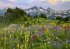 Tatoosh Mountains Standard (Puzzle) - Bild 2