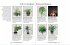 Positive Energie mit Zimmerpflanzen -... - Bild 6