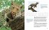 Face to Face with Leopards - Bild 3