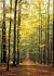 Eurographics 6000-3846 - Forest Path -... - Bild 2