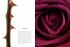 Rosen - Bild 5