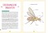 Mein Naturführer - Insekten - Bild 2