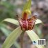 Orchids of Nillumbik - Bild 2