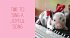 Pocket Piggies: Christmas! - Bild 3