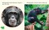 Chimpanzees - Bild 2