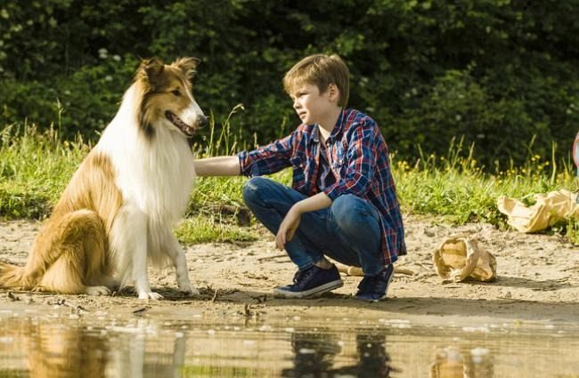 Lassie Eine Abenteuerliche Reise Auf Dvd Portofrei Bei Bücherde