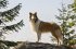 Lassie: Eine abenteuerliche Reise - Bild 5