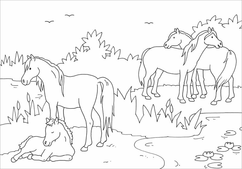 mein schönstes malbuch pferde und ponys malen für kinder