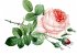 Mrs. Dalloway - Bild 7