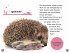 SUPERLESER! Hallo, Igel! - Bild 7